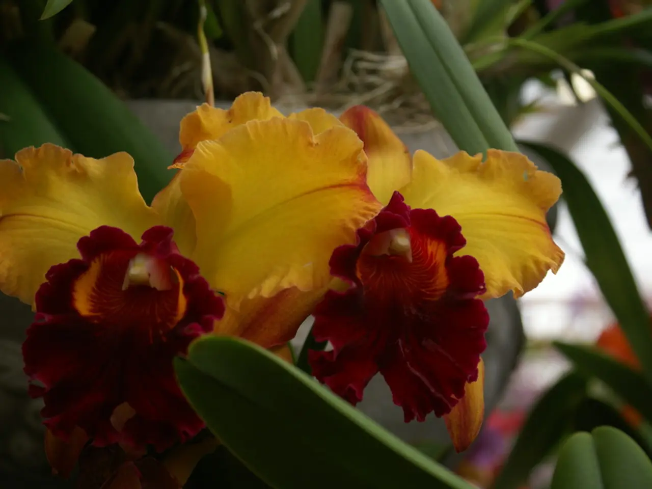 Shade-Loving Blossoms to Add Brightness and Charm: 10 Spectacular Flower Choices