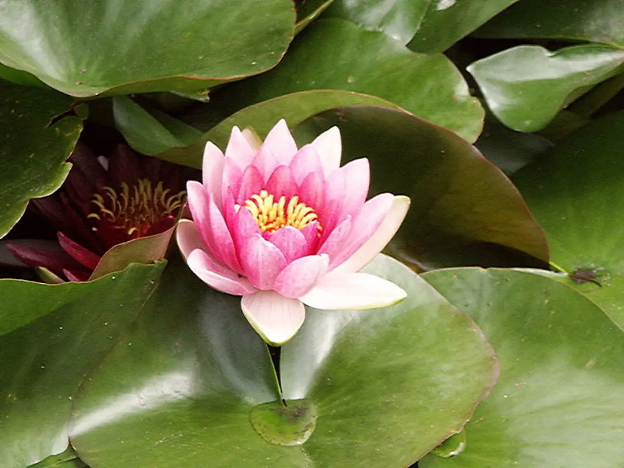 Frequent Watering Regimen for Maximal and Vibrant Hydrangea Blossoms