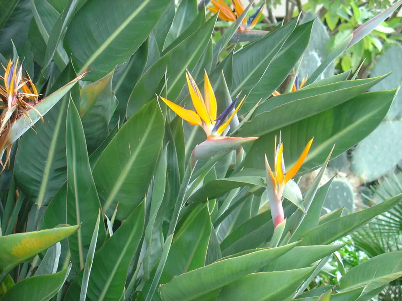 Top 10 Flowering Plants Ideal for a Vibrant Front Garden