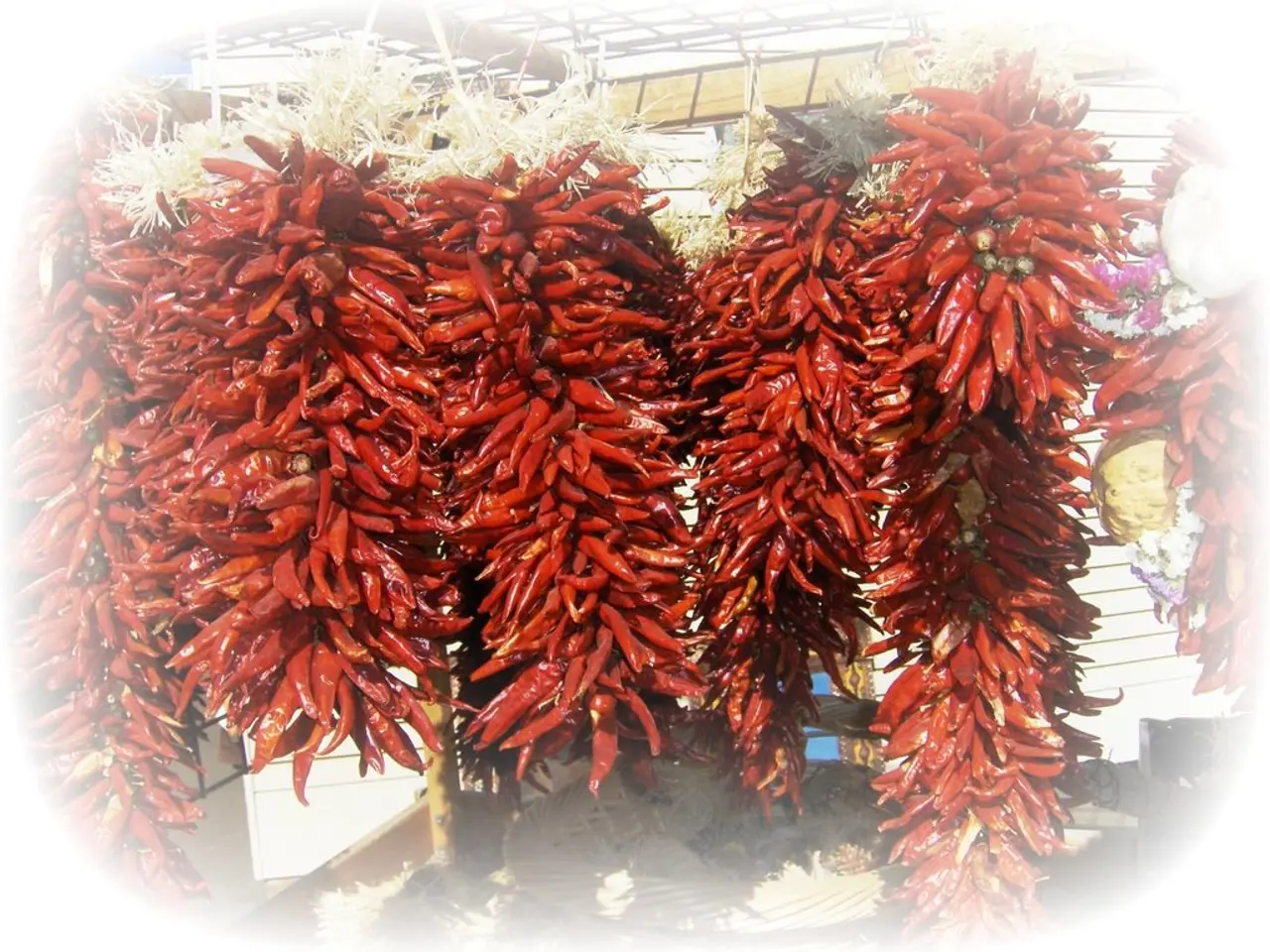 "Growing peppers with a spicy kick"