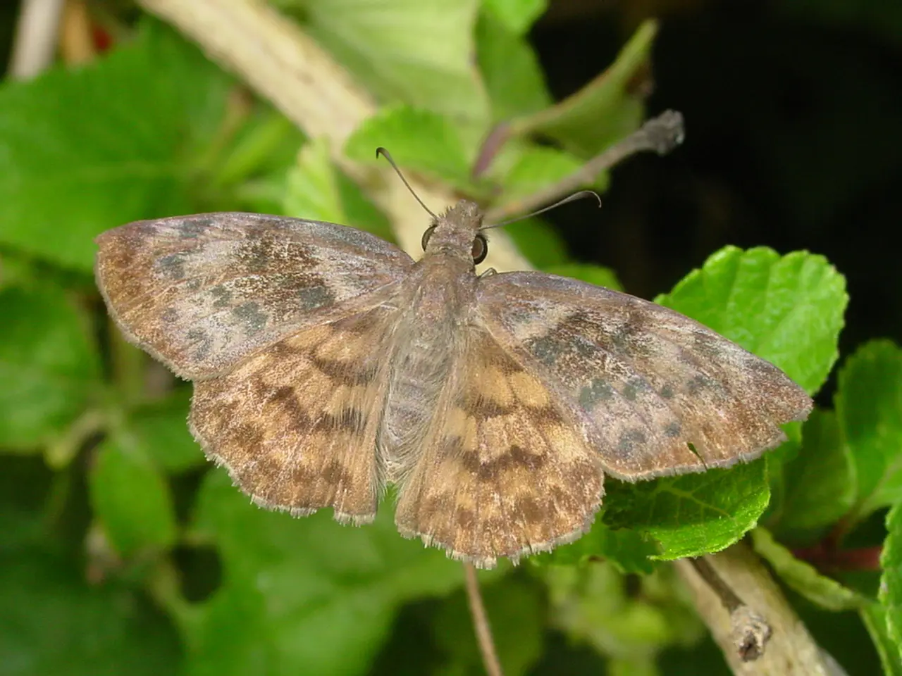 Top 9 Natural Repellants for Keeping Mosquitoes at Bay