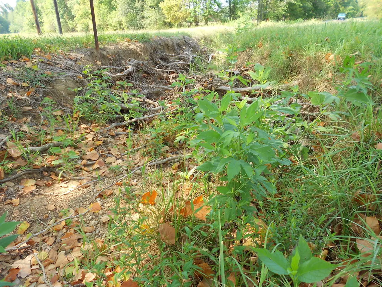 Cultivating Japanese Forest Grass: A Suitable Alternative for Shady Borders that Adds Elegance and...