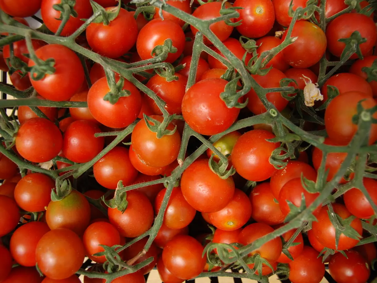 Togo Tomato: A Delicious and Heat-Tolerant Vegetable for Home Gardeners, a Lucrative Choice for...