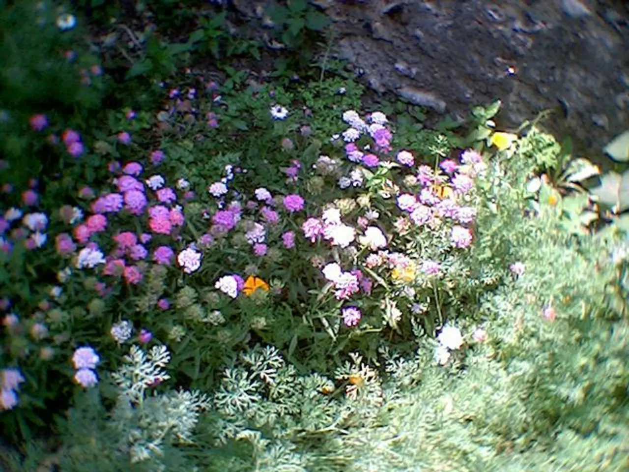 Growing Companions for Dahlias: 5 Suggestions for an Aromatic and Prosperous Garden, Highlighting...