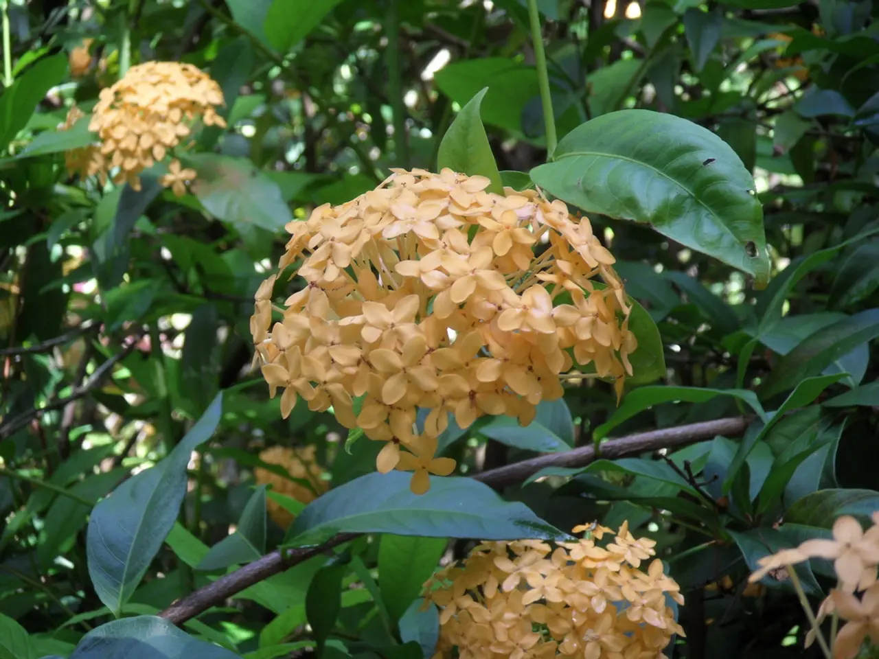 Late-Season Blossoming Shrubs: 7 Vibrant Floral Options for Autumnal Hues and Attractiveness