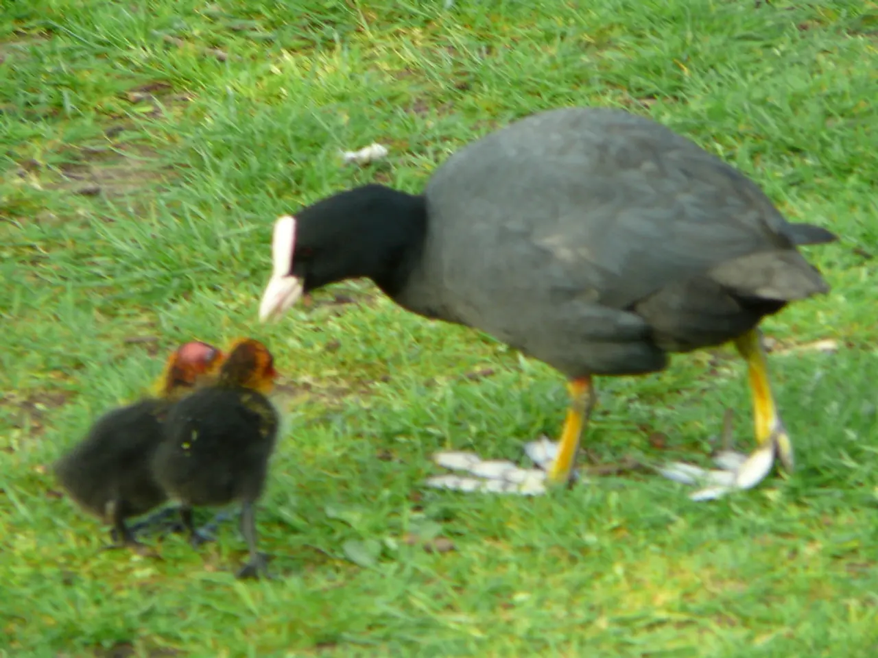 Backyard Avian Variety: A Guide to 32 Feathered Visitors