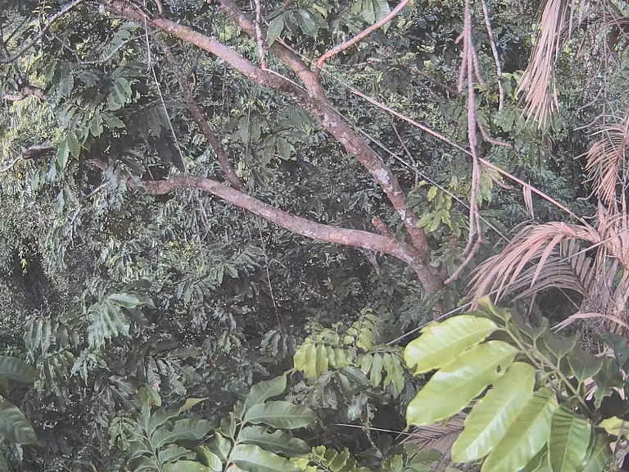 Step-by-step process for trimming a Sago Palm for optimal growth