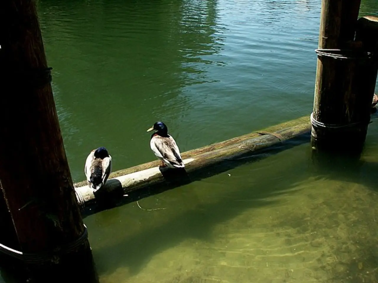 Top-Rated Birdbaths for Boosting Avian Visitors in Your Garden