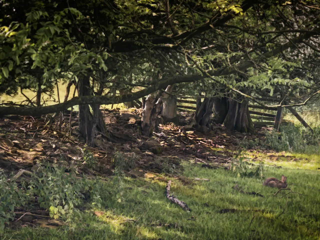 Guide to Arranging Vegetables in a Elevated Garden Bed