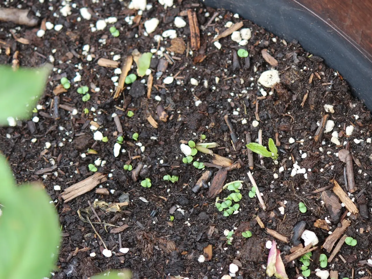 Enhancing Heavy Soil Structure: Using Plants to Mitigate Mud Consistency