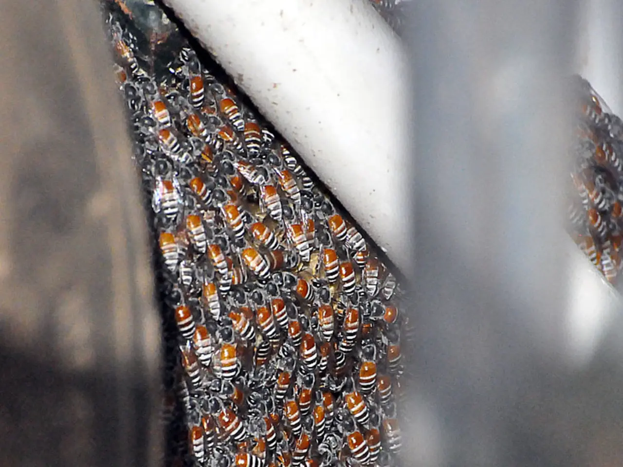 Replace Invasive Honeysuckle with 8 Native Plants to Boost Local Pollinators