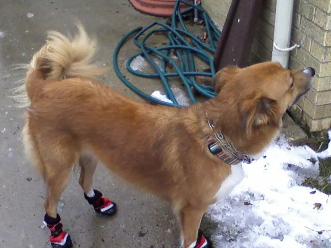 Advantages of Expert Canine Instruction for Dog Guardians