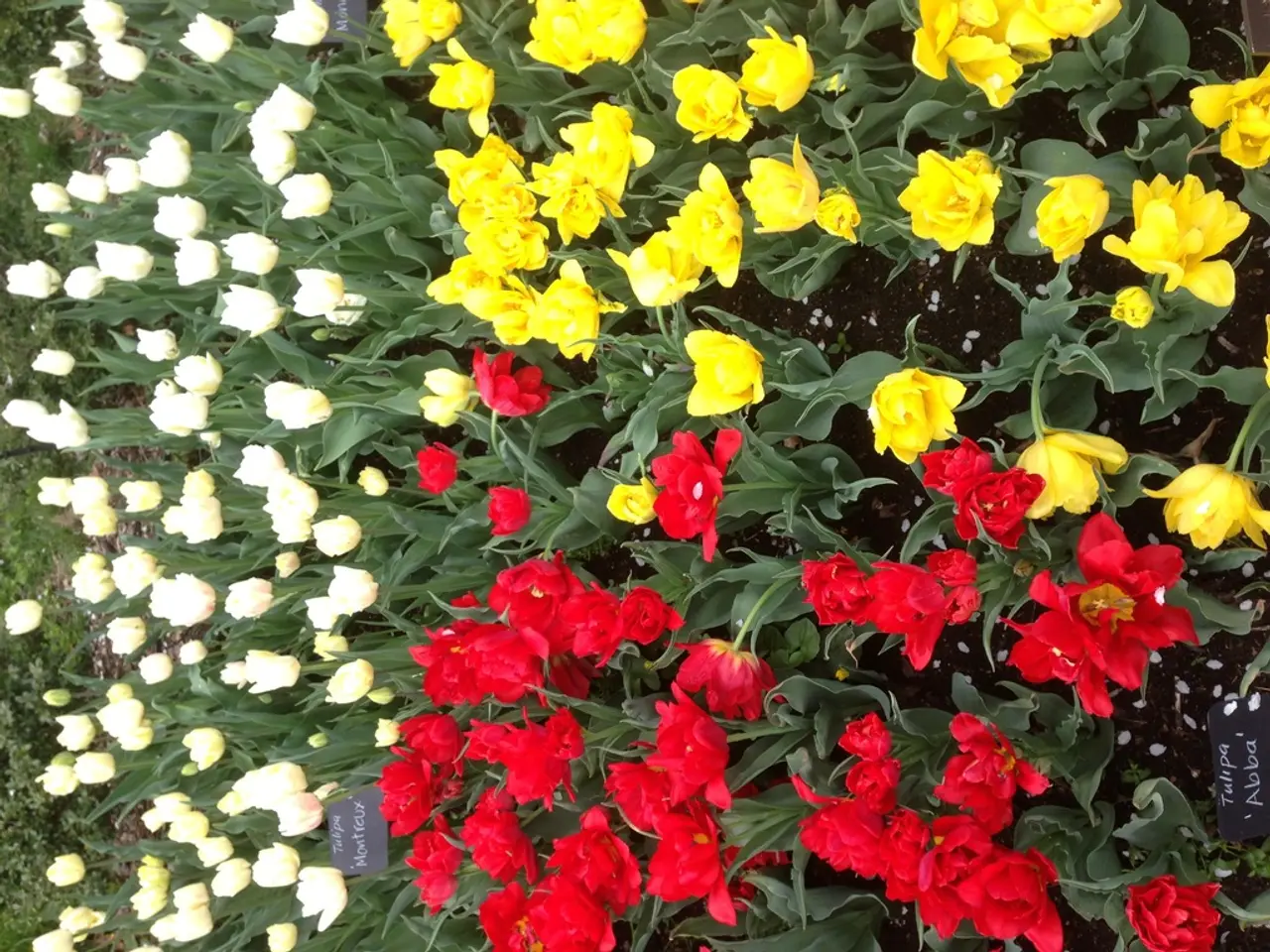 Explore ten vibrant Zinnia varieties to cultivate in your garden