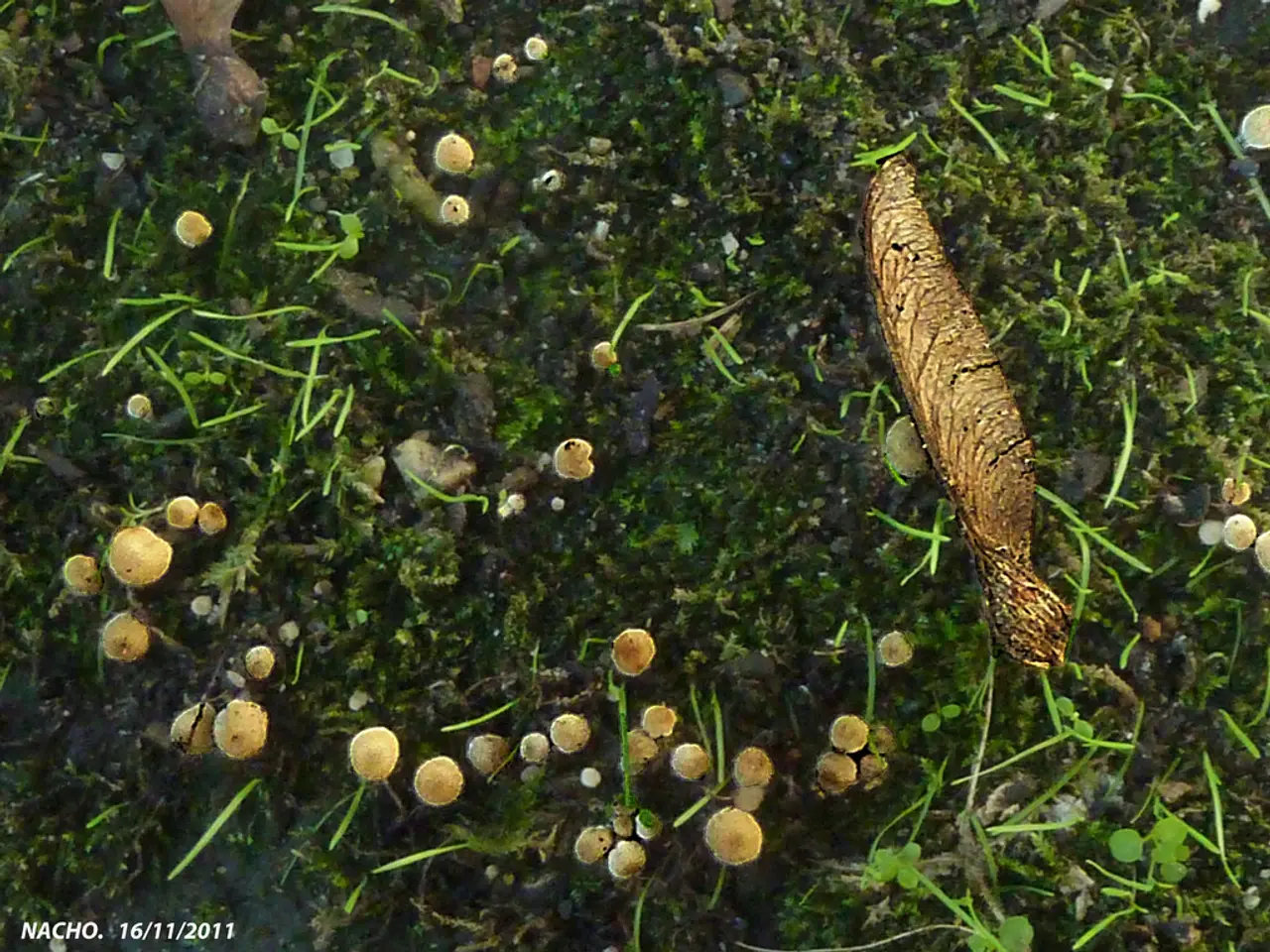 Soap-crafting Sessions slated at WTZ in Jastrzebie-Zdroj on 11th August 2025