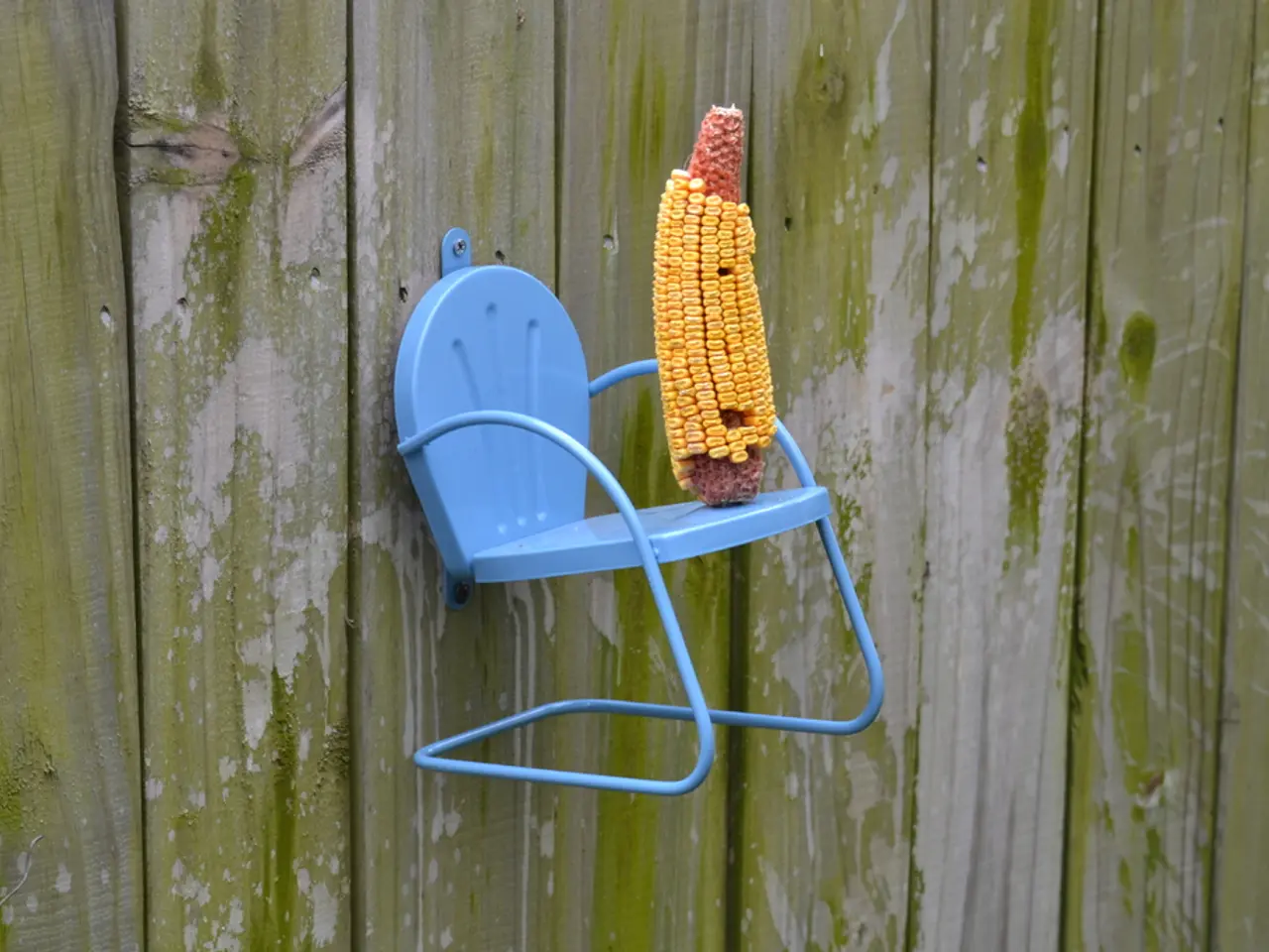 Plants can find protection and nourishment in corn leaves, making them not just a delicious and...