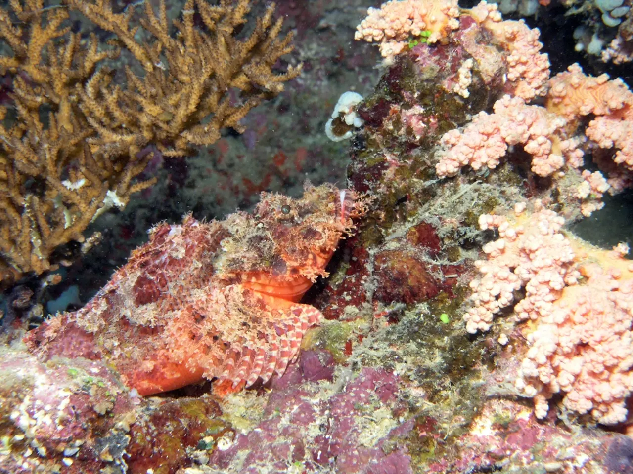 Preparing Meals through Carbon-Infused Kelp Technique