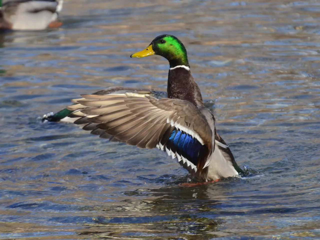 10 Unusual Aviary Creatures Bearing a Striking Resemblance to Pixar Personifications