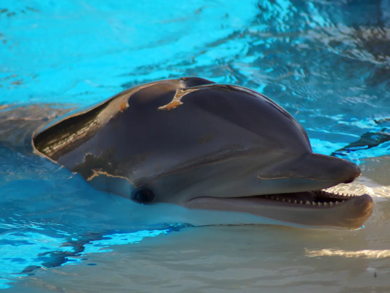 Dolphins fetch large sums at auction, showcased for sale