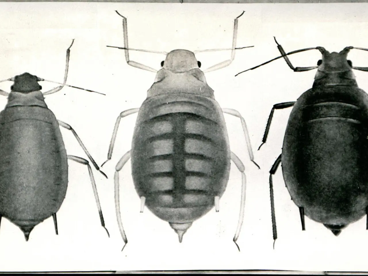 Identifying Water Bugs and Roaches: Discerning Between the Two Pests