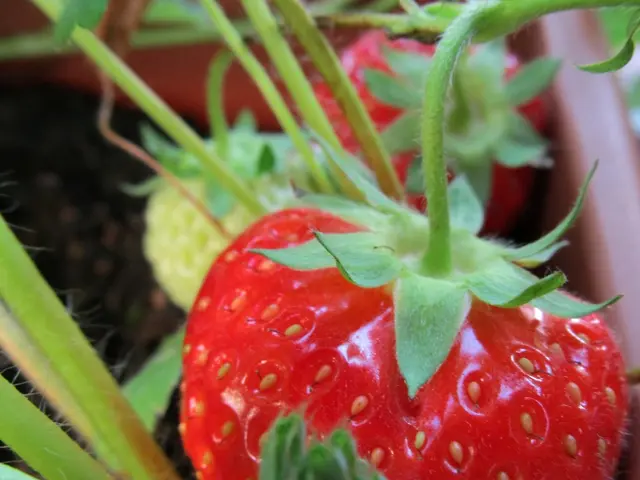 Guide for Hanging Strawberry Planter