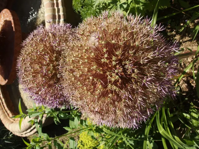 Expert gardener shares 7 water-saving strategies for garden in hot weather, conserving both time...