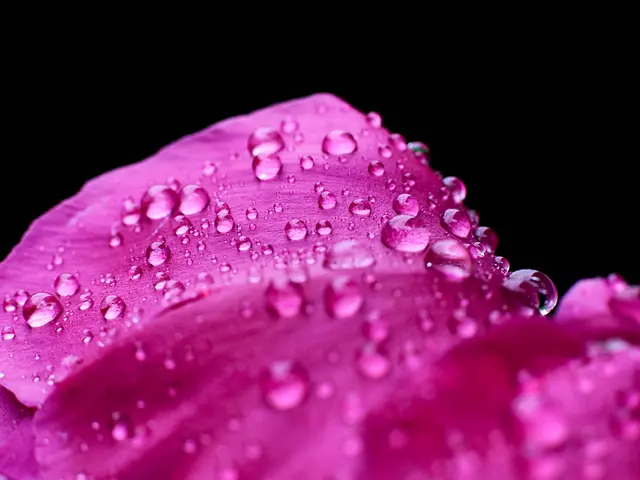 What's Causing the Premature Fading of My Blue Hydrangea Blooms?