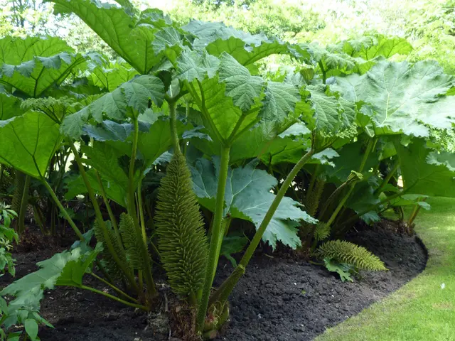 Comprehending Local Growing Conditions: Delving into Native Soil for Planting Success