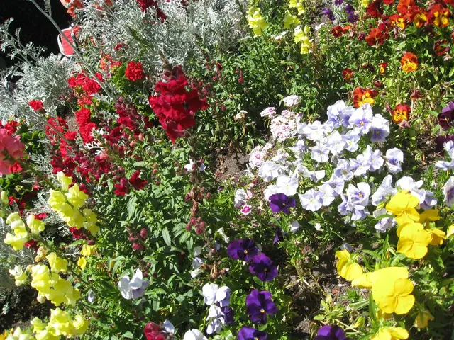 Top Spring-Planted Perennials for a Blooming Garden