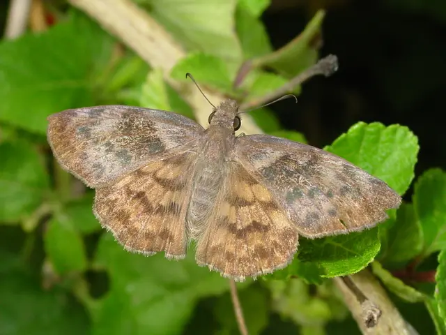 Top 9 Natural Repellants for Keeping Mosquitoes at Bay