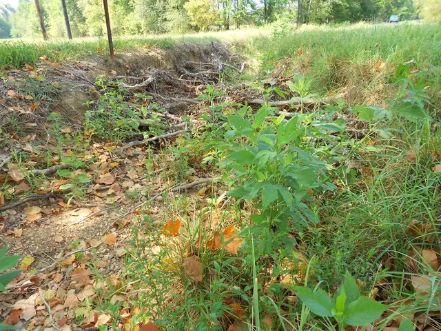 Cultivating Japanese Forest Grass: A Suitable Alternative for Shady Borders that Adds Elegance and...