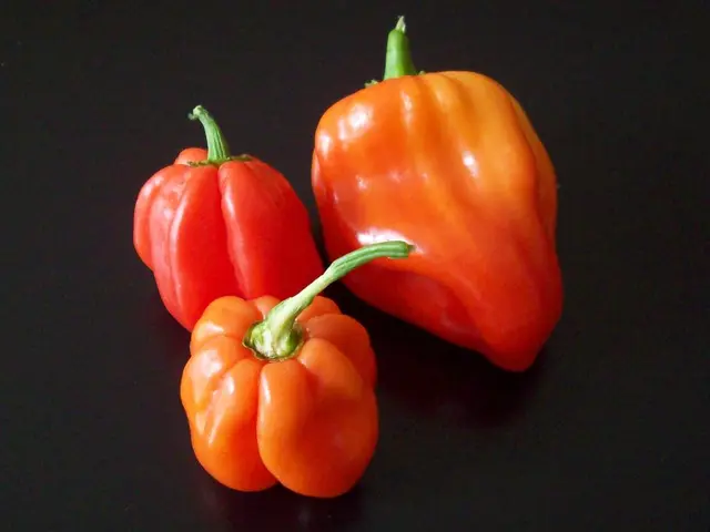 Optimal Soil Compositions for Vibrant Chilli Cultivation