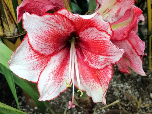 Suitable Soil Compositions for Zz Plant: Selecting the Proper Potting Mixture