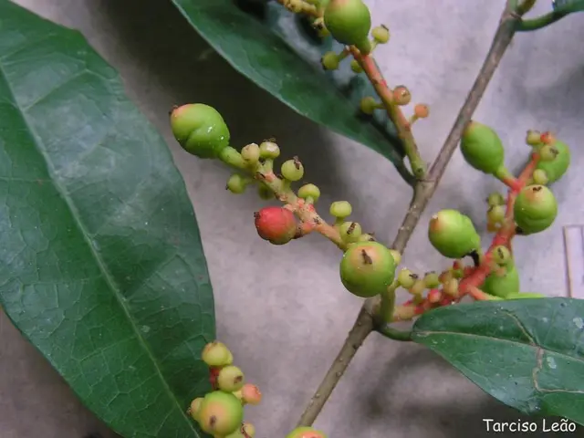 Methods for Enhancing Fig Tree's Growth and Wellness