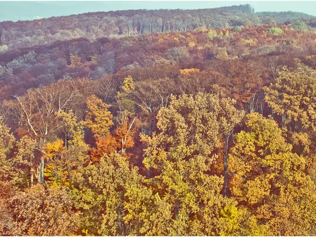 Urban Trees' Positive Impact: Enhancing City Health, Sustainability, and Accident Reduction through...