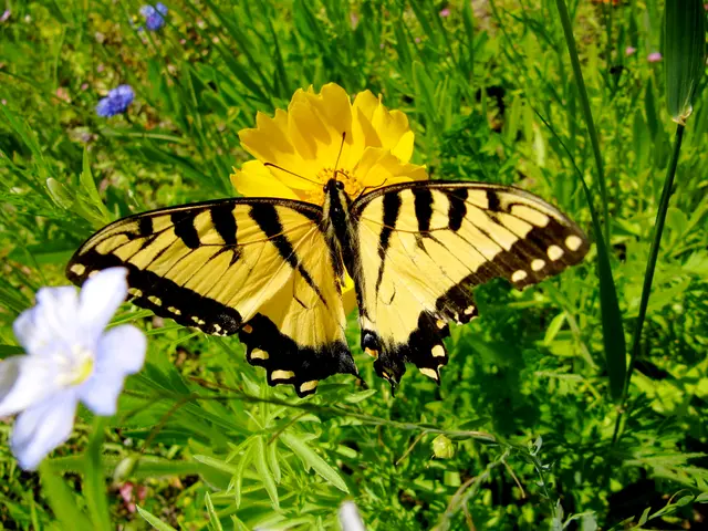 5 Butterfly-Friendly Planting Strategies: Cultivating Attractive Containers and Borders to Boost...