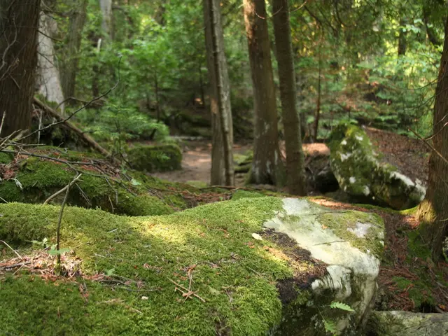 Terrarium Base Layer: A Timeless Formula (*Including Instructions*)