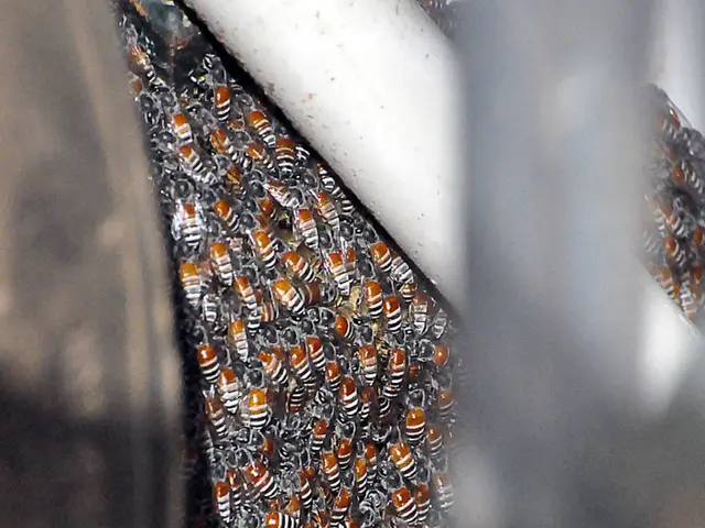 Through charitable contributions, beekeepers in Plön are able to launch their operations