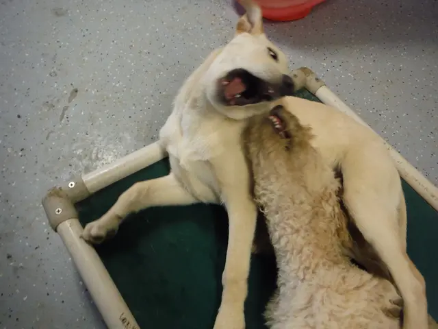 Vacation-bound owners face controversy over questionable practices concerning their Minis calcute...