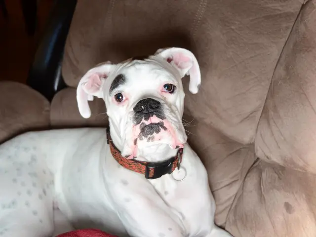 Removing Dog Urine Stains from Wood Panels: A Speedy Guidebook