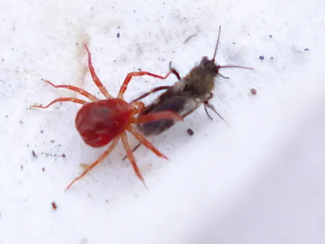 Infestation of Carpet Beetles: These tiny pests are causing problems for homeowners by damaging...