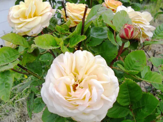 Mastering Persistent Grassy Weeds in Your Garden and Yard: A Comprehensive Guide