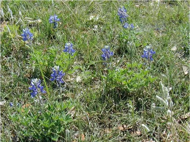 Expanding Cool-Weather Blooming Plants for the Upcoming Season