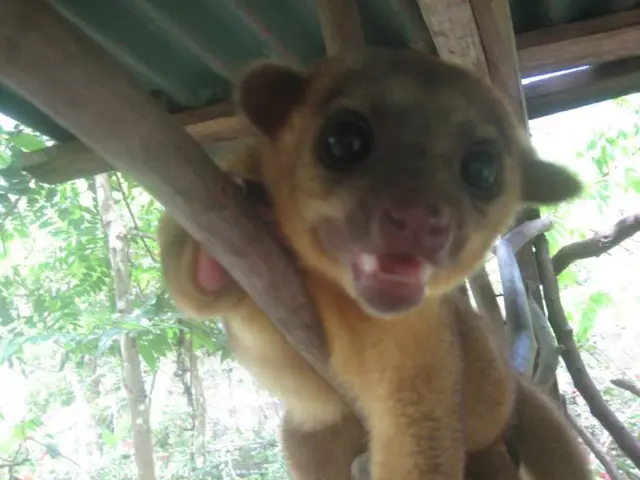 New Animal Shelter Debuts in Asterlagen