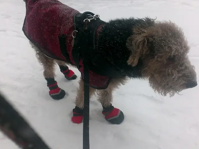 Dog Frostbite Symptoms, Causes, and Remedies