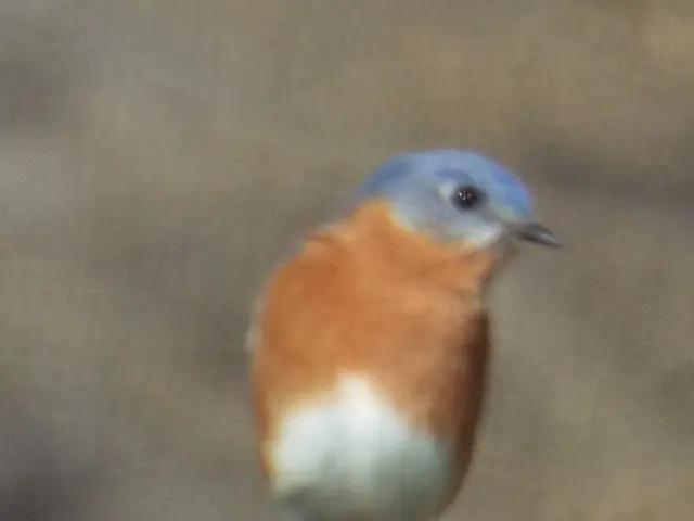Spotting a Female Northern Cardinal: A Subtle Elegance in Your Yard's Hidden Corners