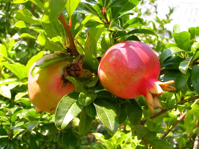 Growing and Maintaining a Bonsai Pomegranate: A Comprehensive Guide