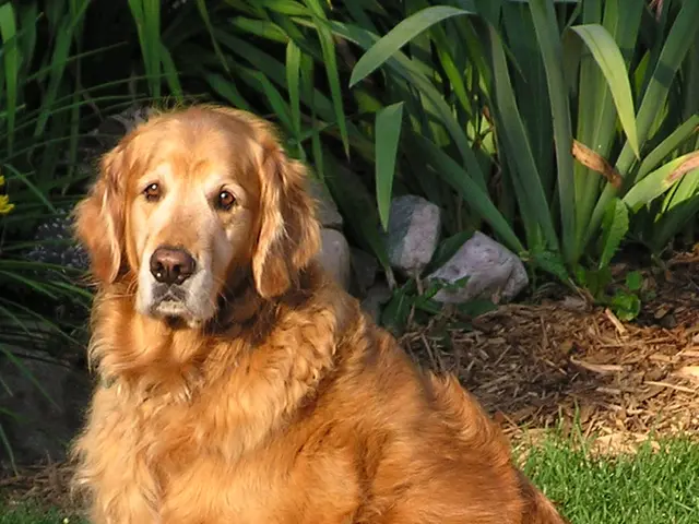 Canine Walkers Gather at Salinas Pueblo Missions National Monument for Bark in the Park Event