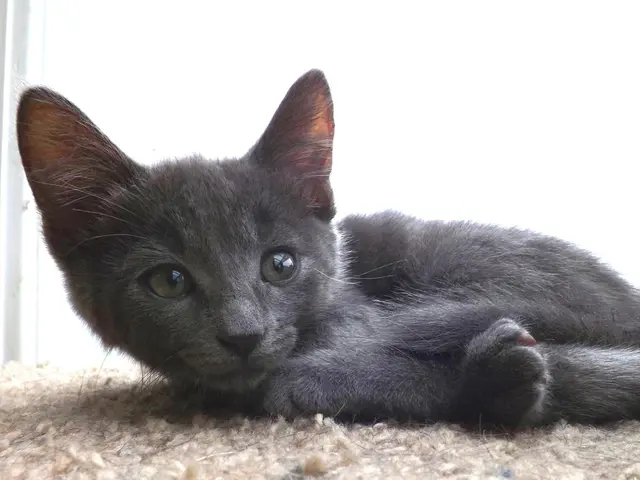 Adopting a Kitten: Handy Tips and Essential Items for Your Home
