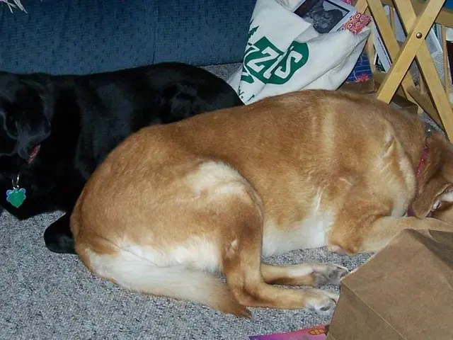 Potentially Hazardous Domestic Items That May Pose a Threat to Pets During Autumn, with Number Six...