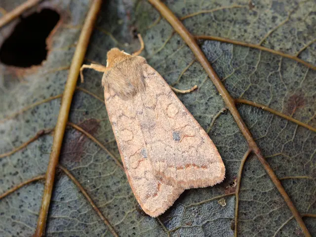 Top Ten Home-Grown Insect Deterrents: Essential Mosquito-Repelling Vegetation for Your Indoor Space